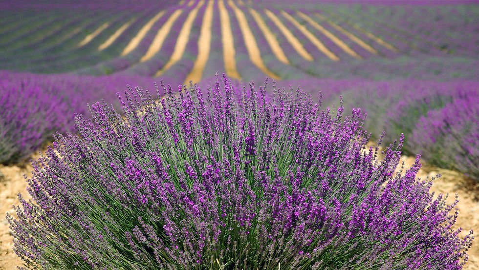 Lavender Car Freshener
