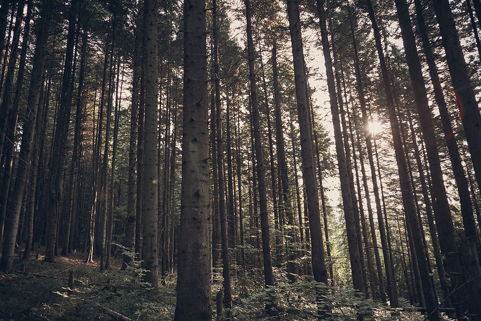 Evergreen Car Freshener